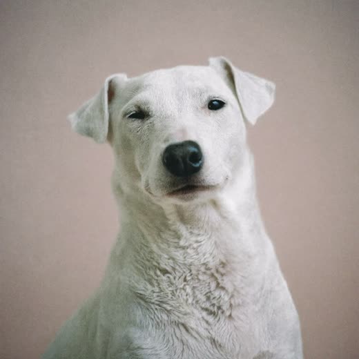 A terrier with a freshly trimmed coat