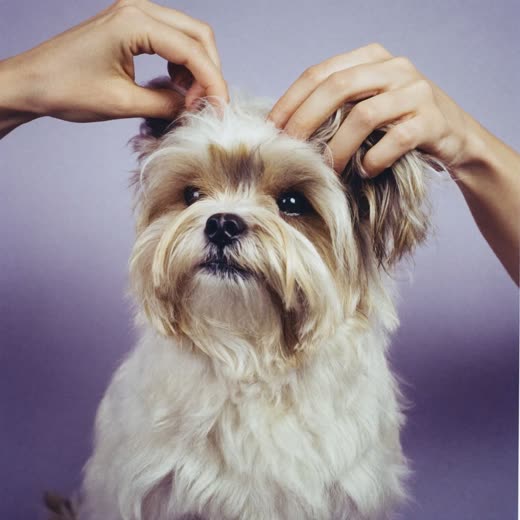 A small fluffy dog having its face and ears tidied